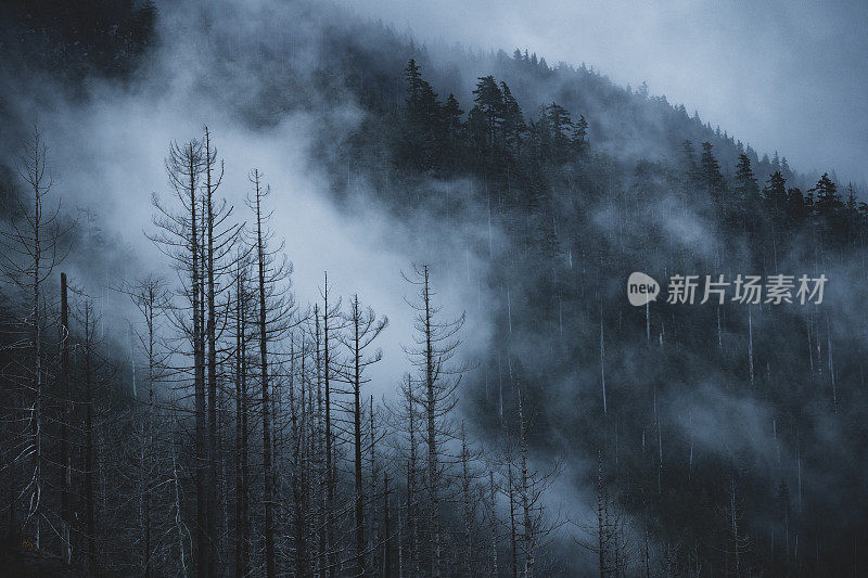 温哥华岛的雾雨林