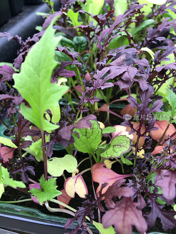 矩形的特写图像，塑料花盆种植红橡树叶莴苣幼苗，高架视图，聚焦前景