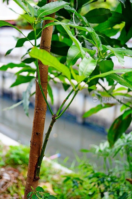 在花园里嫁接芒果树梢