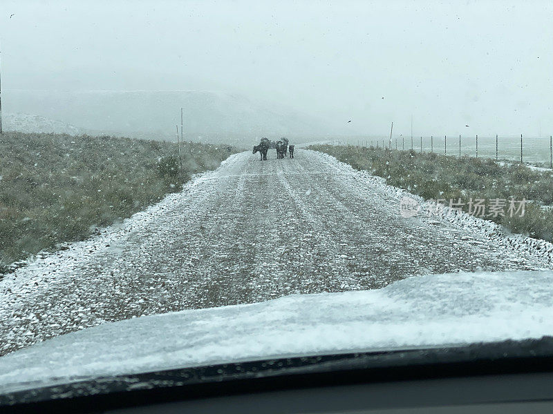 在白雪覆盖的土路上，开车到奶牛面前