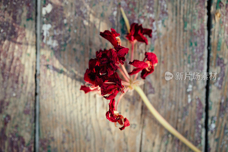 干燥的红色天竺葵花在乡村风化的木材背景