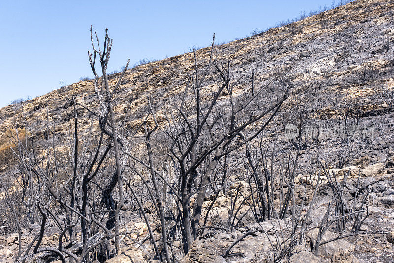 在一场自然火灾后，被毁坏的灰色死山，有灌木丛和树木