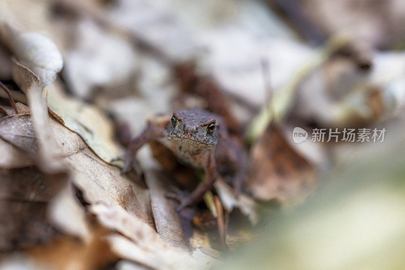 青蛙从掩蔽处向外张望