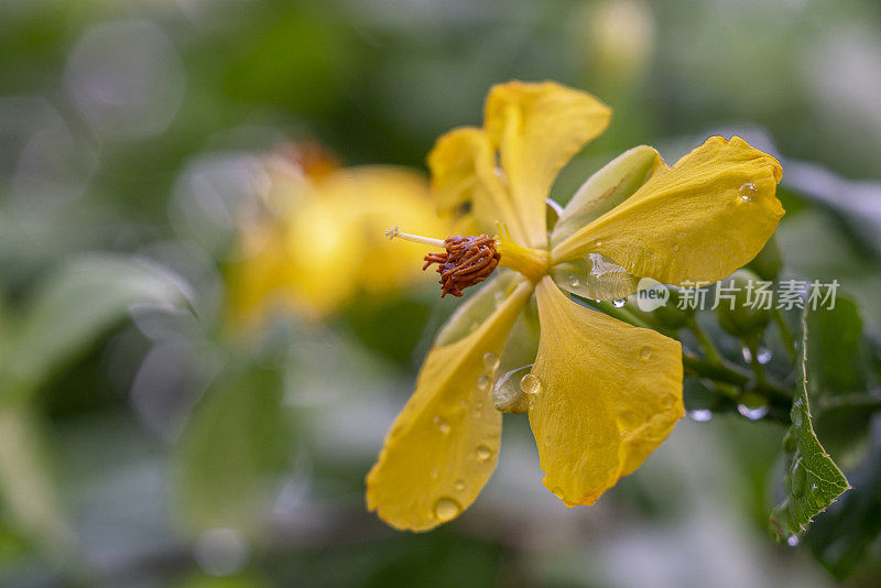 桔梗黄花植物。(米老鼠花)在花园里