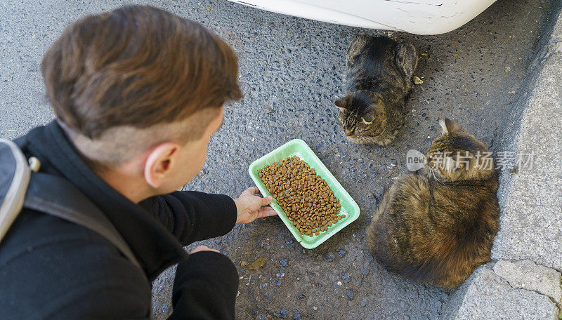 猫从人的手里吃食物