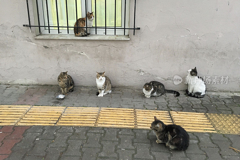 门前等待的流浪猫