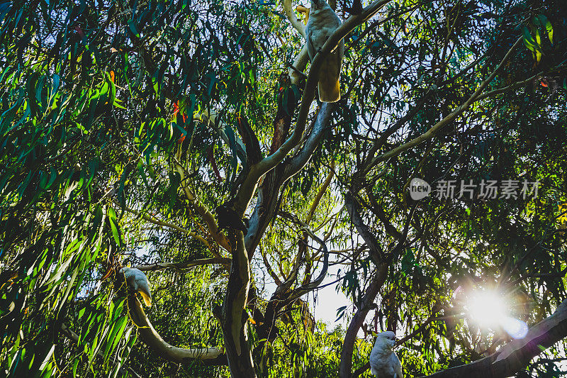 一只鹦鹉在澳大利亚的树上。