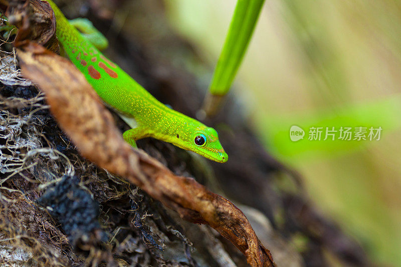 在留尼汪岛的热带雨林中，黄花石虎――绿色的彩色壁虎