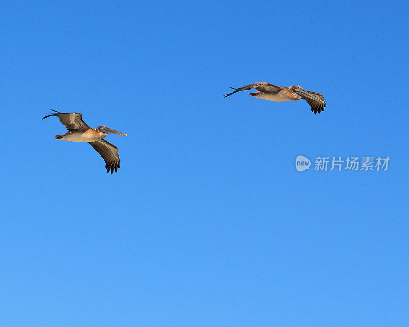 两只鹈鹕飞过加勒比海