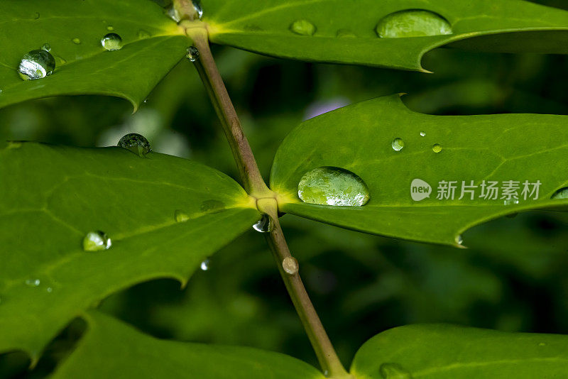 叶子与雨滴