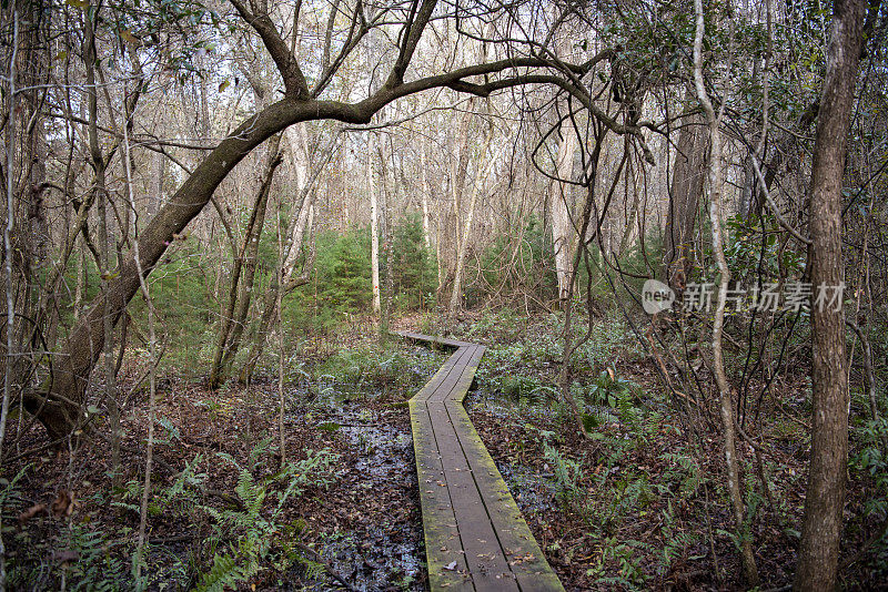 俯瞰沼泽森林中蜿蜒的木板路，地面上有水