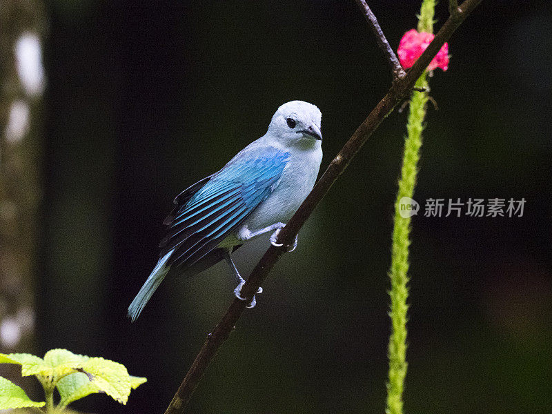 雨中的蓝灰色唐纳吉尔