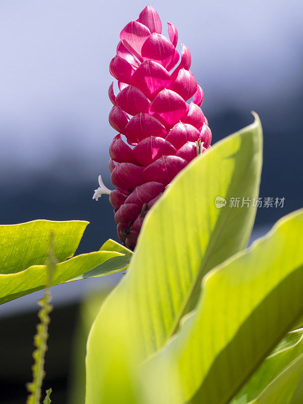 红姜(青阿尔卑斯)热带花