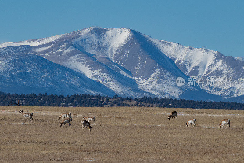 羚羊或叉角羚群在落基山脉的草地上吃草