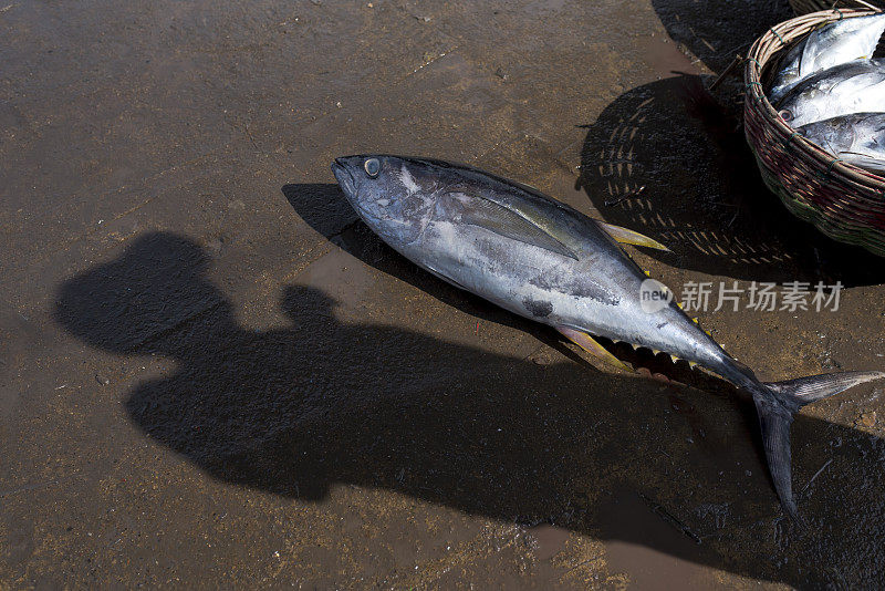 大黄鳍金枪鱼