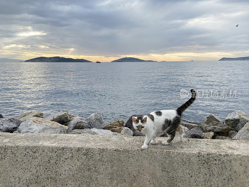 海岸线人行道上的猫，以海和天空为背景