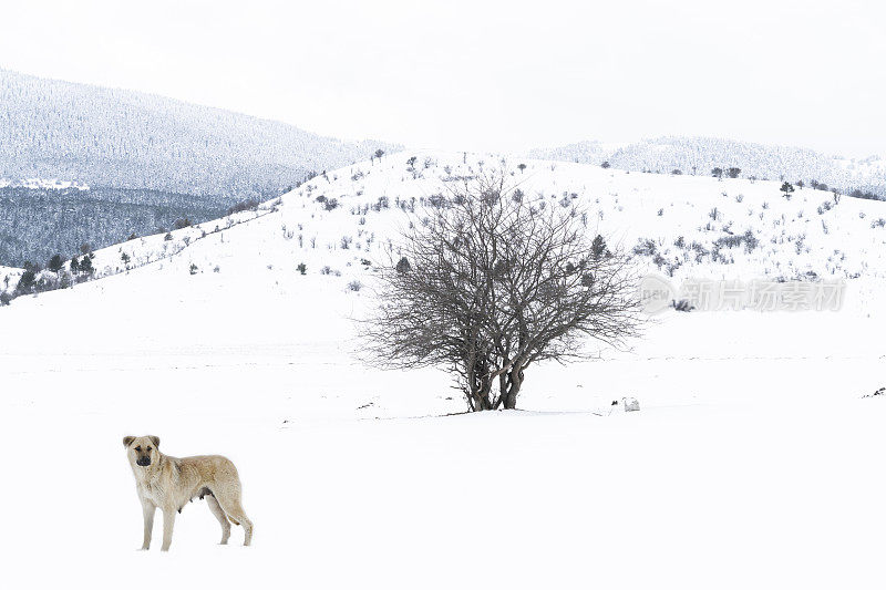 落叶树在白雪覆盖的平原和面向相机的狗背景中可见