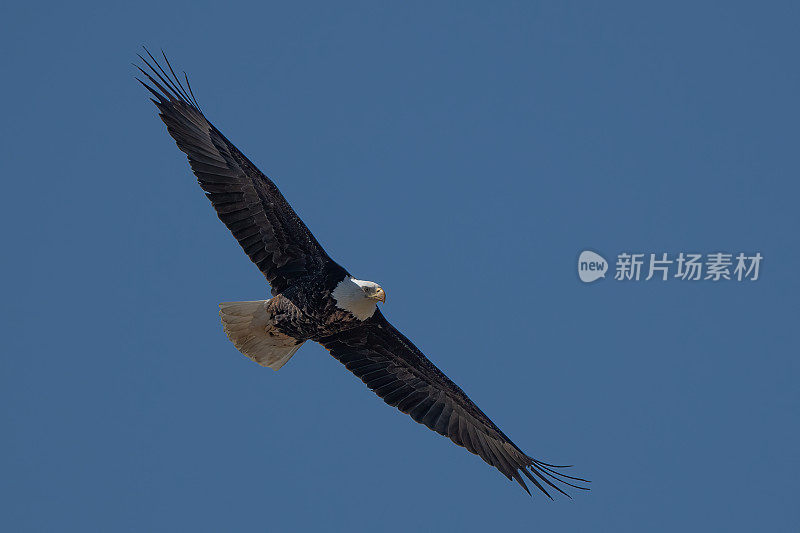 展翅飞翔的白头鹰