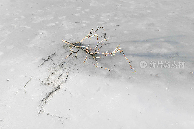 简单的冰冻树枝在冰上