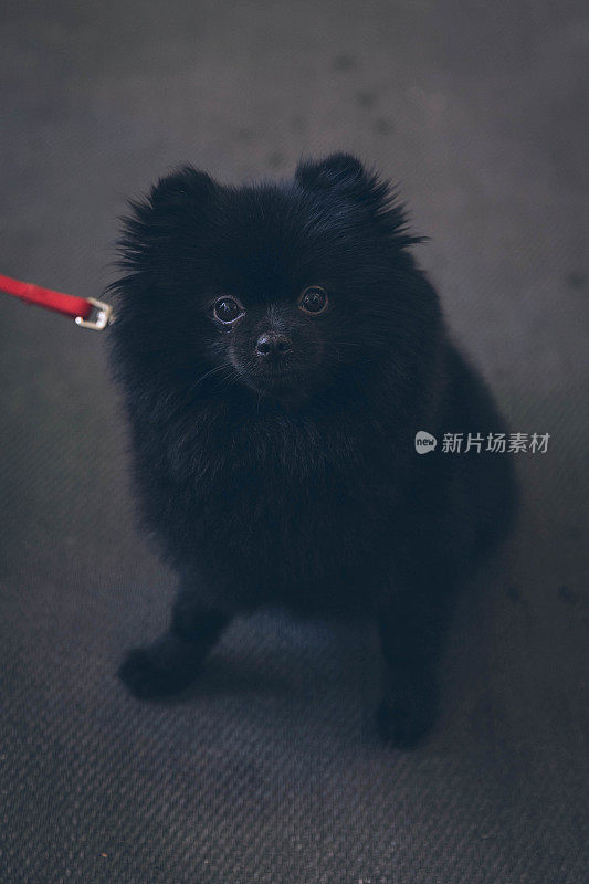 摄影棚拍摄的黑色博美犬拴在皮带上