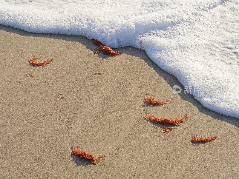 红海藻，红藻，或红藻，是最古老的真核藻类群之一，躺在佛罗里达州海滩的冲浪带