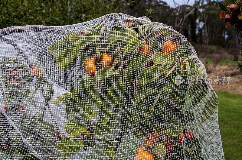 柿子下网，防止鸟害。Stanthorpe。新南威尔士州。