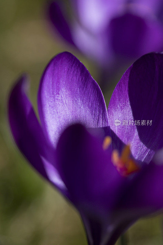 在春天盛开的藏红花，曼联