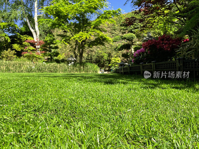 近景的复兴，重新播种草坪区域在东方风格的花园，新鲜的绿色的草从播种，春天的草坪维护，花园与石灯笼，日本枫树(掌槭)，竹篱，开花杜鹃花，重点在前景