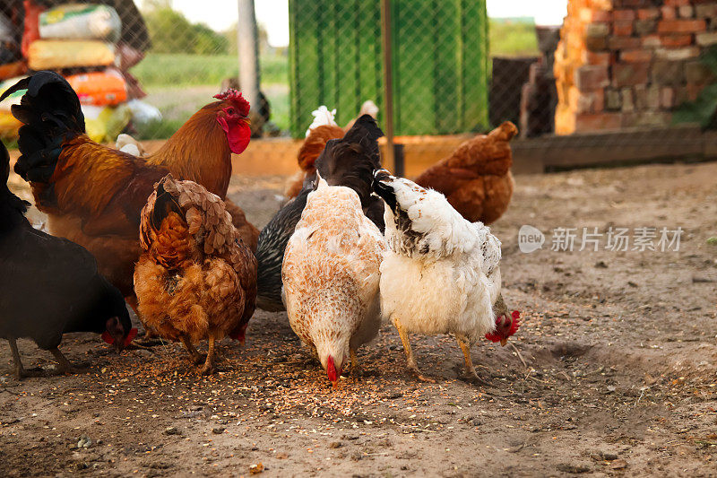 散焦鸡吃谷物。母鸡在农场里有食物。在传统的自由放养家禽有机农场自由放牧的家庭母鸡。成年鸡在土上行走。的焦点