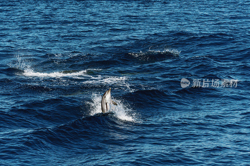 海豚从意大利利古里亚海的水中浮出水面