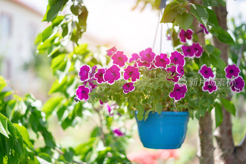 花园里的紫色矮牵牛花挂在树上