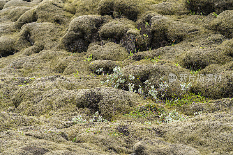 Myrdalsjokull景观，熔岩覆盖着苔藓