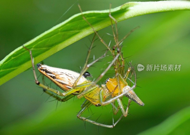 蜘蛛吃蜘蛛――动物的行为。