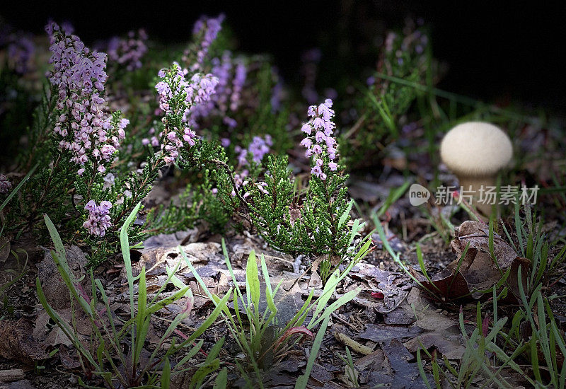 紫色野花丛中的蘑菇