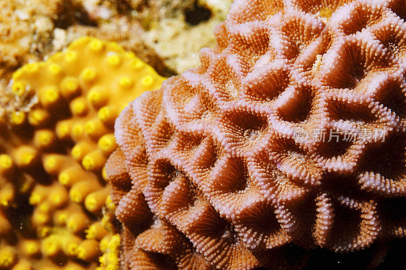 马赛克珊瑚-最喜欢的海洋生物宏观，特写。硬珊瑚礁水下照片水肺潜水员的观点红海