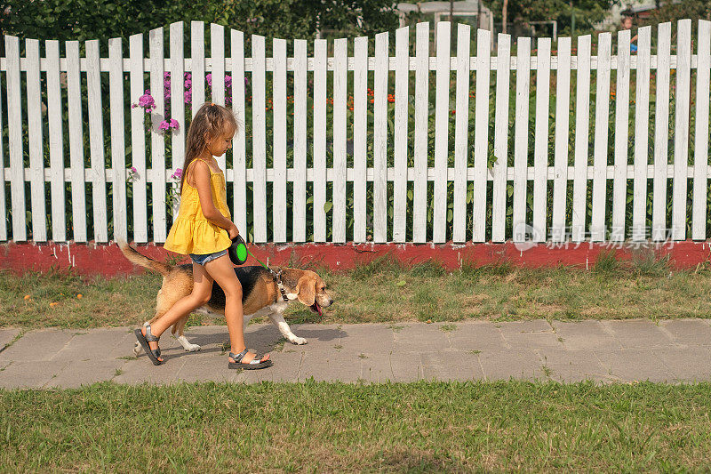 一个孩子牵着一只纯种的比格尔犬，沿着长长的白色栅栏走着。每天早上遛狗
