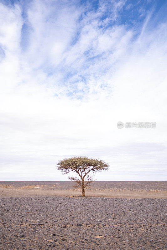 金合欢，一种典型的非洲沙漠平原的树。极简主义的场景在一个平静和宁静的景观。