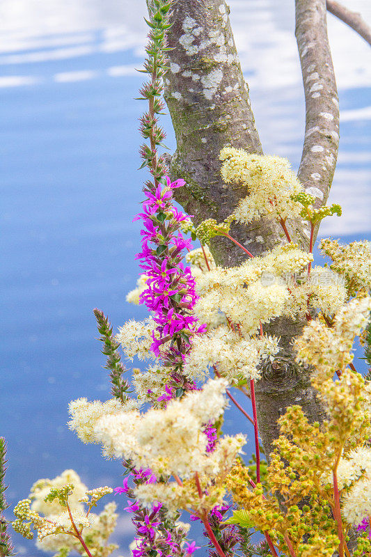 湖边有五颜六色的花和树