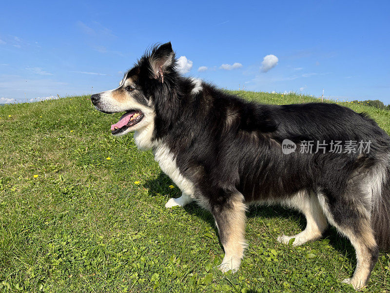 高级边境牧羊犬近距离肖像