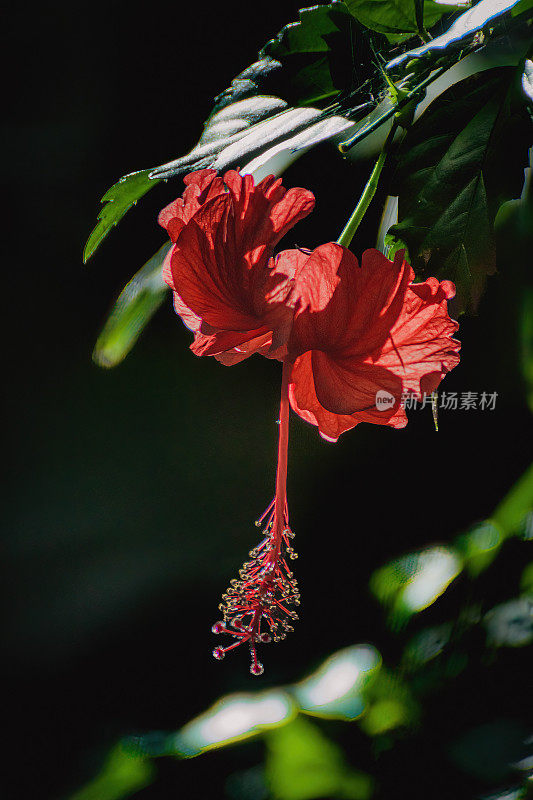 阳光下美丽，芙蓉。