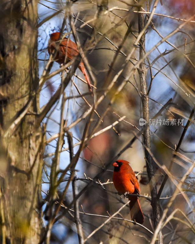 可爱的红红雀在阳光明媚的日子里栖息在树枝上