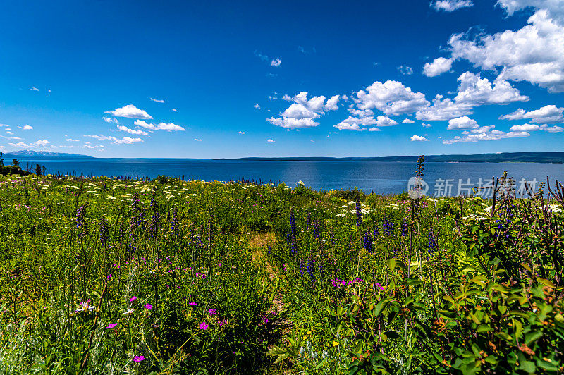 黄石湖岸边郁郁葱葱的美丽野花草地，风景秀丽