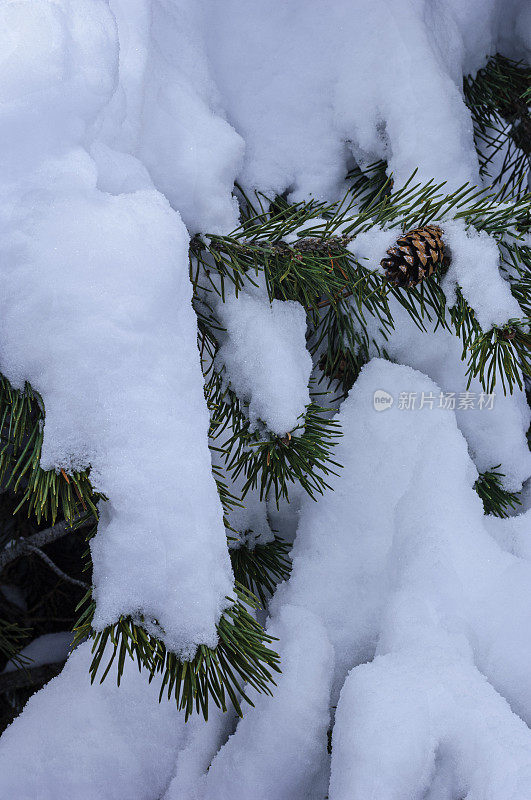 最近一场暴风雪后的松树