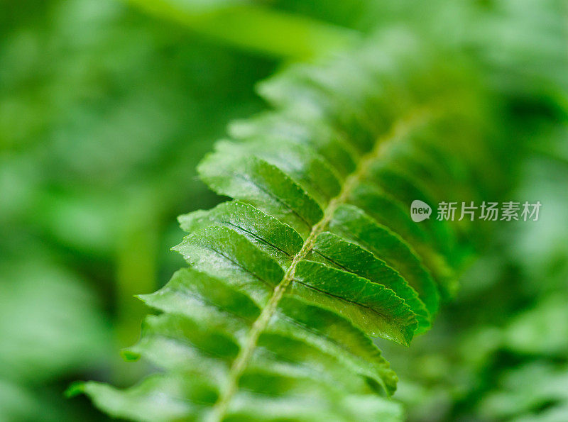 热带植物特写