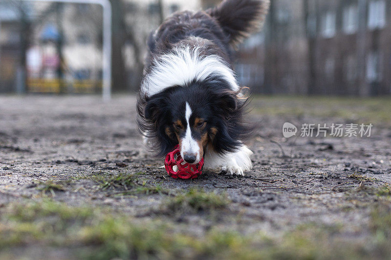 雪莉牧羊犬在玩球