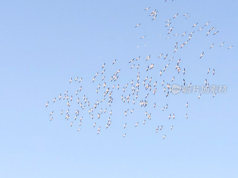 一大群鸟在蓝天上飞翔