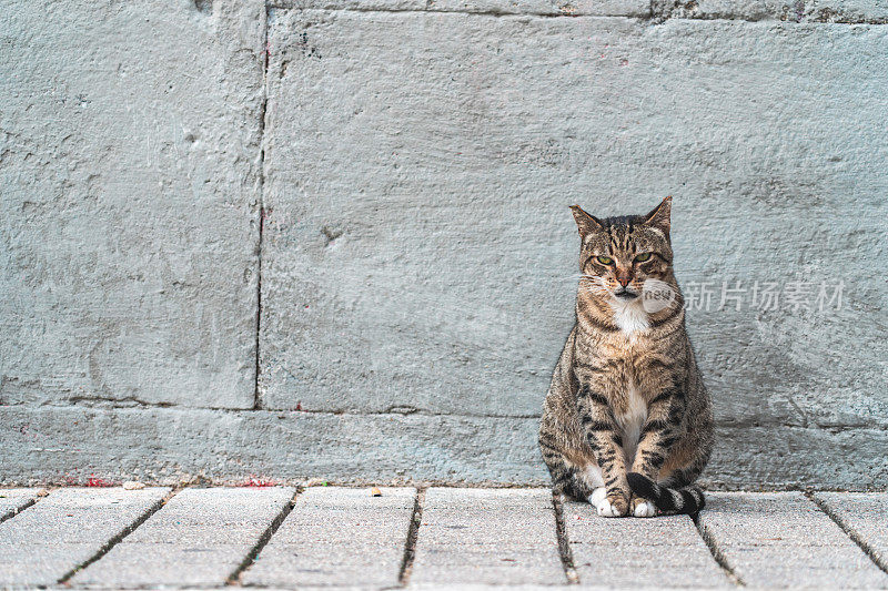 流浪猫坐在马路上的肖像