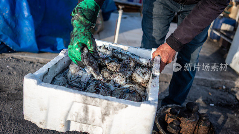 渔夫带着手套正抱着鱿鱼在鱿鱼eps盒子里横着做生意