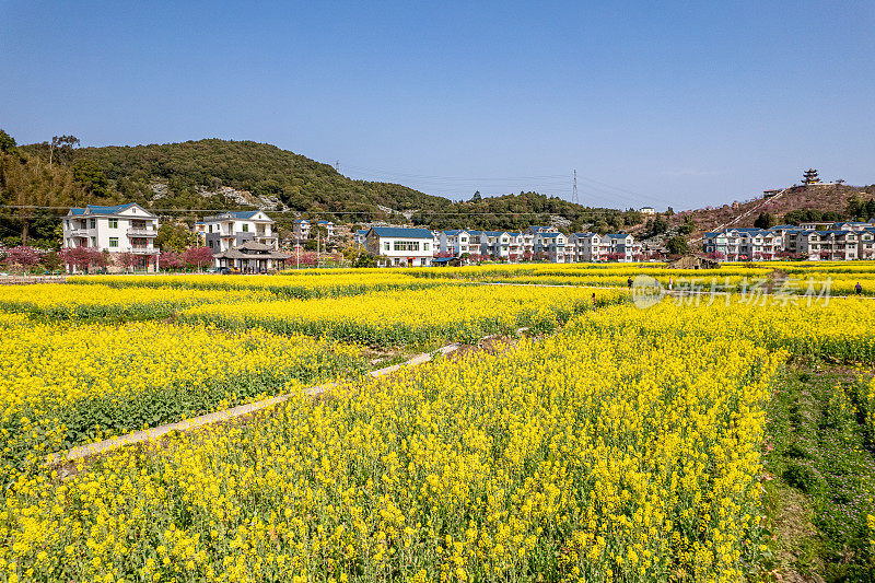 农村房屋和油菜花田鸟瞰图