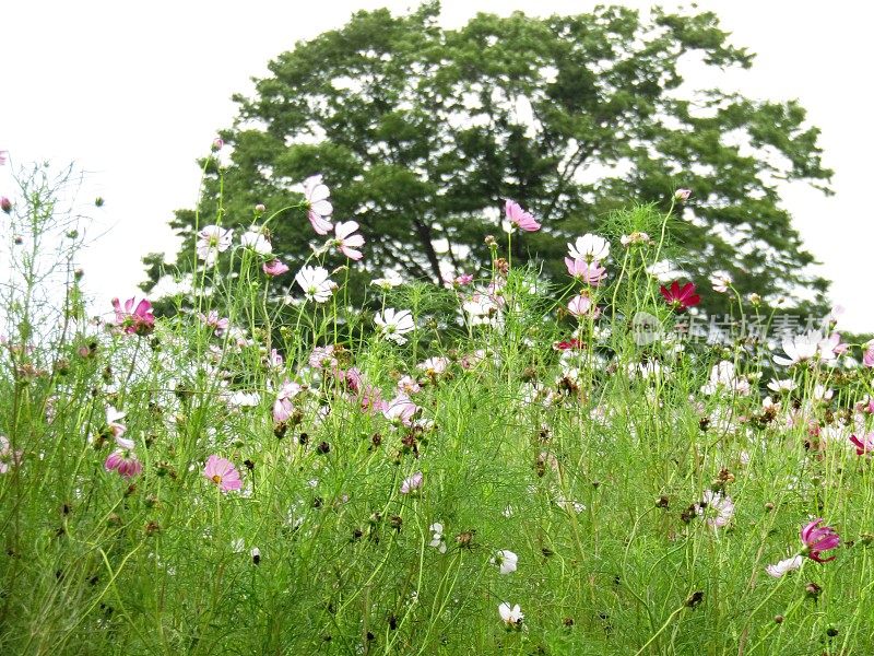 日本。8月。草地上有宇宙花，后面有一棵老树。